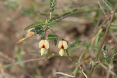 Aeschynomene aspera
